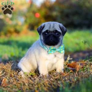 Winston, Pug Puppy