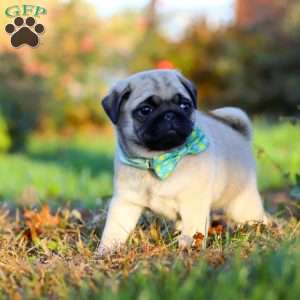 Winston, Pug Puppy