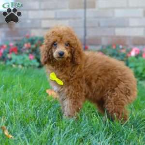 Winston, Miniature Poodle Puppy