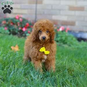 Winston, Miniature Poodle Puppy