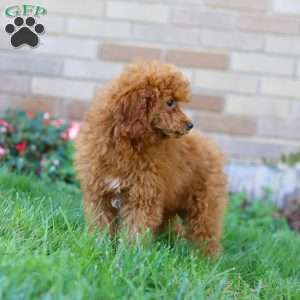 Winston, Miniature Poodle Puppy