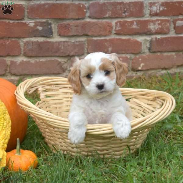 Winston, Cavapoo Puppy