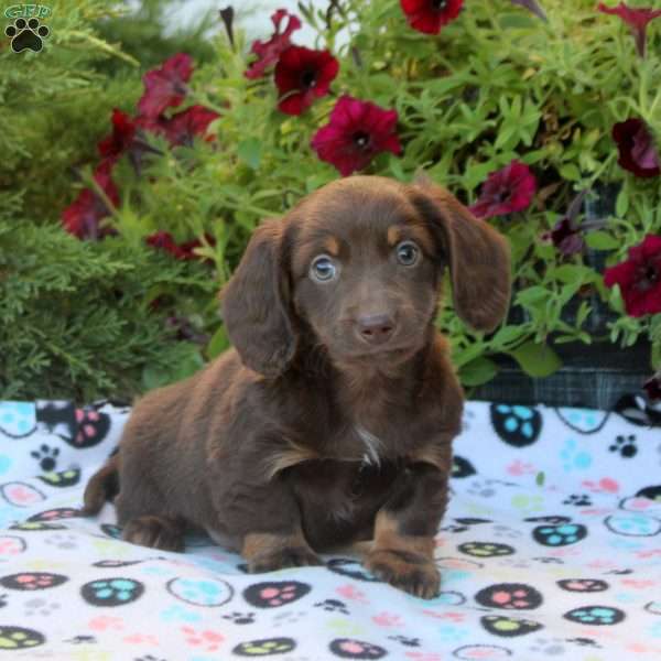 Winston, Dachshund Puppy
