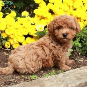 Winston, Bich-Poo Puppy