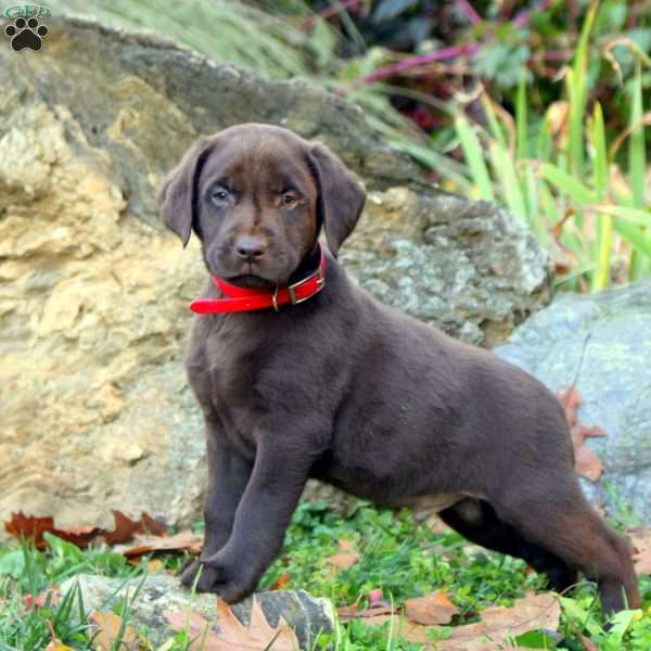 Winston, Chocolate Labrador Retriever Puppy
