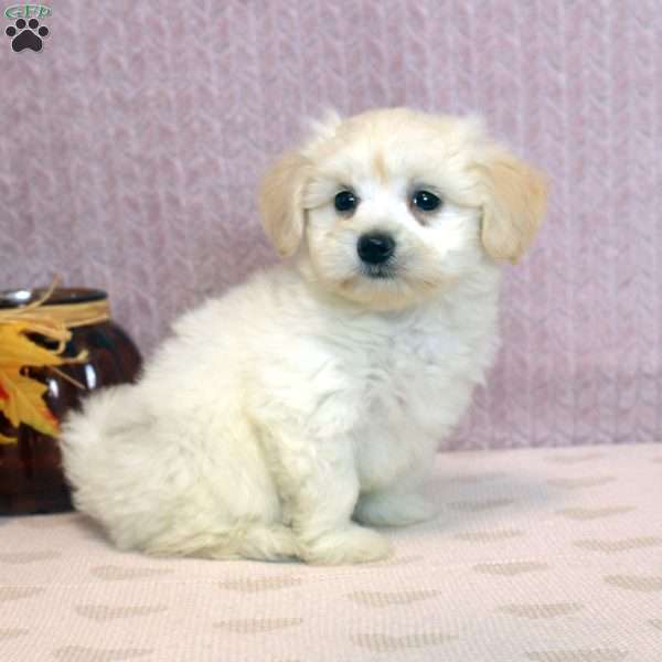 Winston, Morkie / Yorktese Puppy