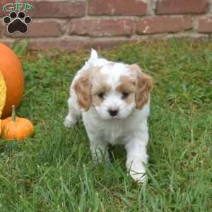 Winston, Cavapoo Puppy