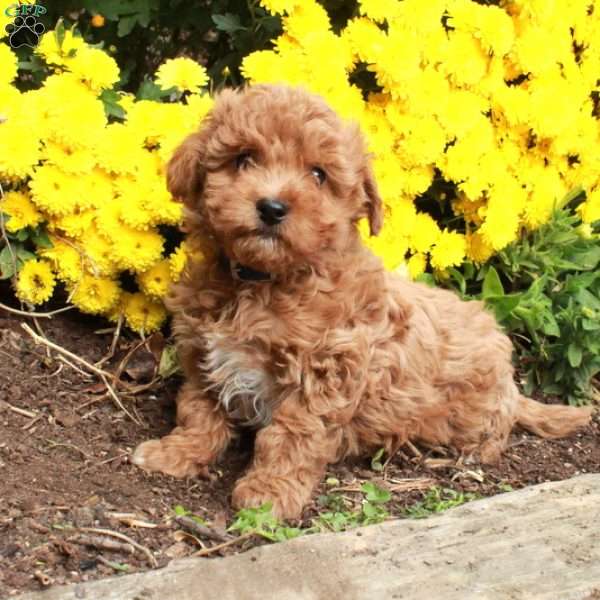 Winston, Bich-Poo Puppy