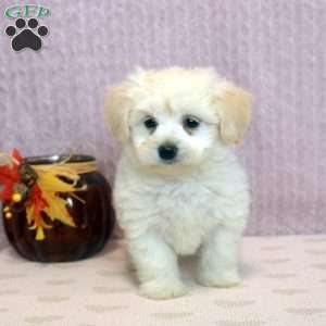 Winston, Morkie / Yorktese Puppy