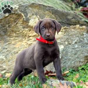 Winston, Chocolate Labrador Retriever Puppy