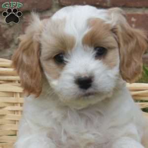 Winston, Cavapoo Puppy