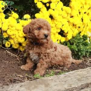 Winston, Bich-Poo Puppy