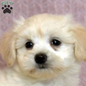 Winston, Morkie / Yorktese Puppy