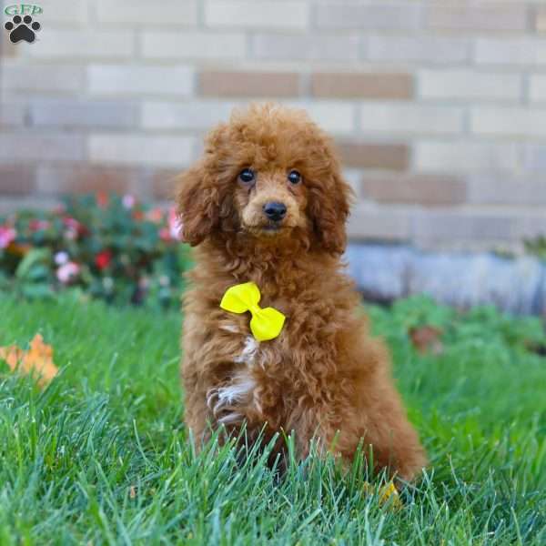 Winston, Miniature Poodle Puppy