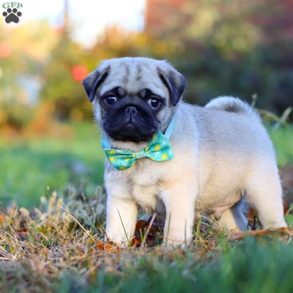 Winston, Pug Puppy