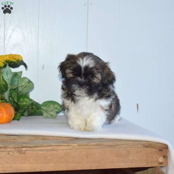 Wish, Shih Tzu Puppy