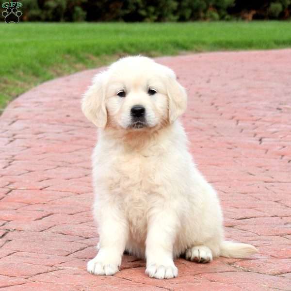 Wisp, English Cream Golden Retriever Puppy