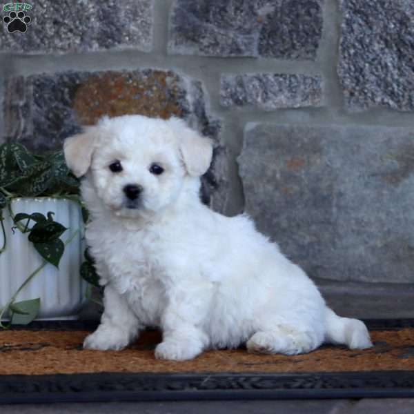 Wonder, Bichon Frise Puppy