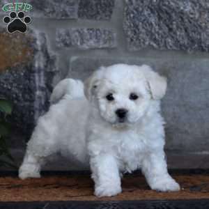 Wonder, Bichon Frise Puppy