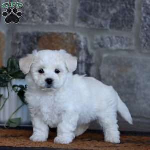 Wonder, Bichon Frise Puppy