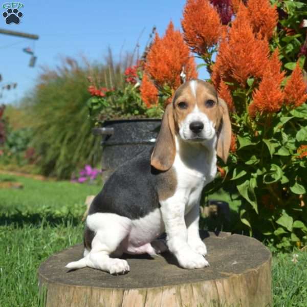 Wrangler, Beagle Puppy