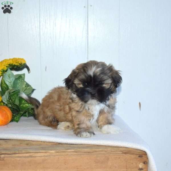 Wrangler, Shih Tzu Puppy