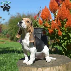 Wrangler, Beagle Puppy