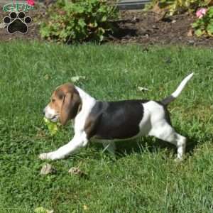 Wrangler, Beagle Puppy
