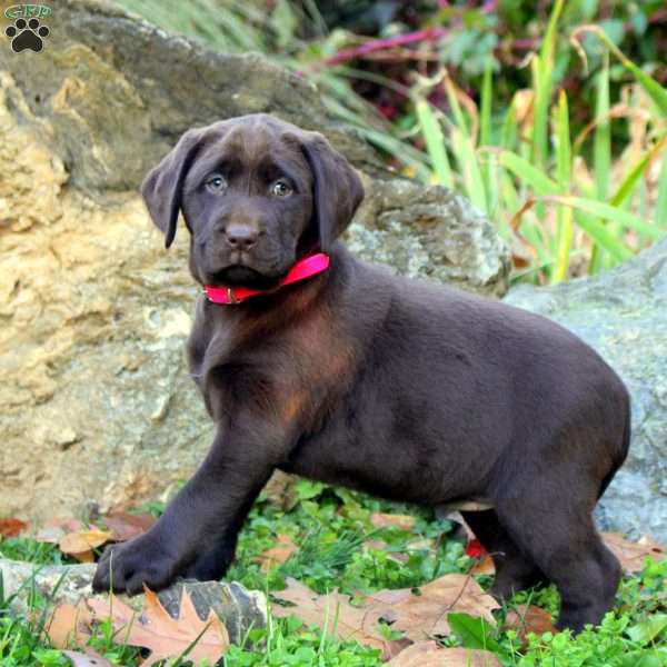 Wren, Chocolate Labrador Retriever Puppy