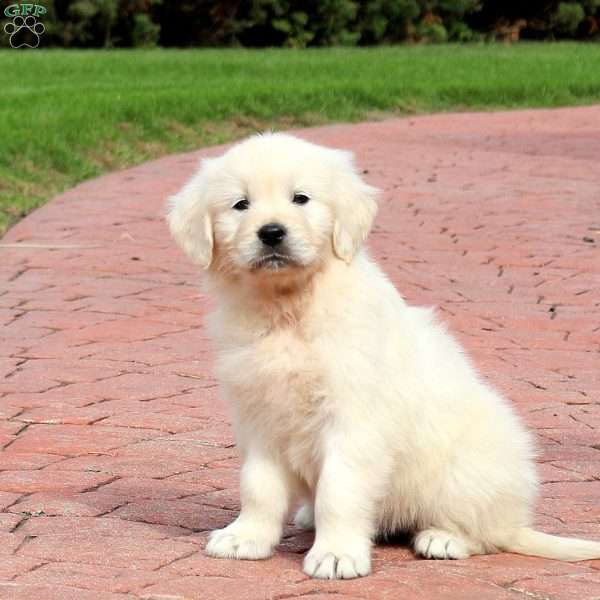 Wren, English Cream Golden Retriever Puppy