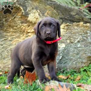 Wren, Chocolate Labrador Retriever Puppy