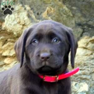 Wren, Chocolate Labrador Retriever Puppy