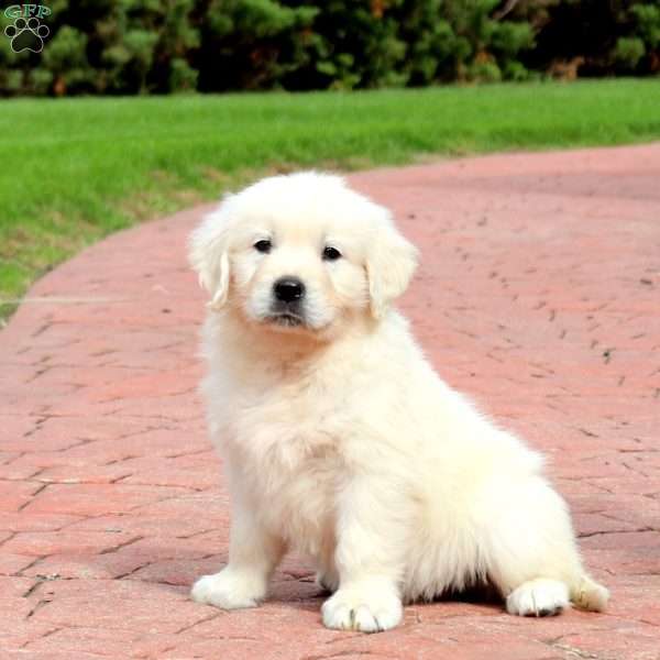 Wrigley, English Cream Golden Retriever Puppy