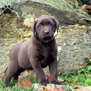 Wyatt, Chocolate Labrador Retriever Puppy