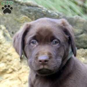 Wyatt, Chocolate Labrador Retriever Puppy