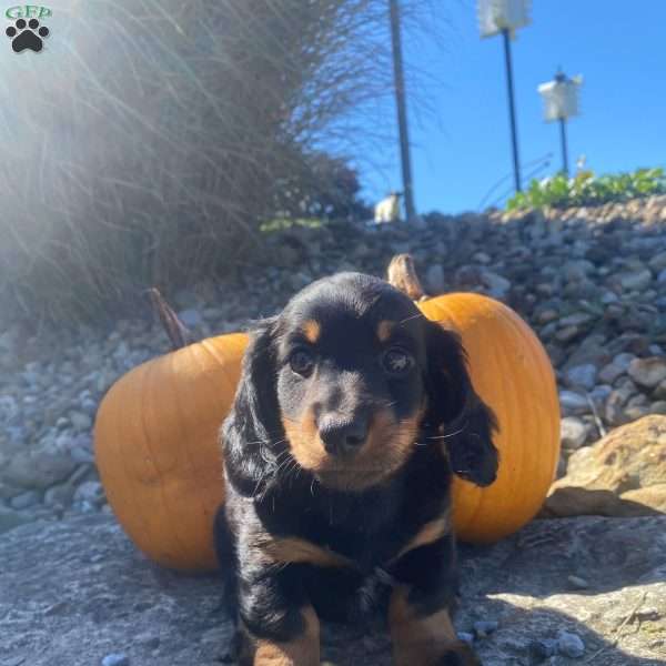 Cosmo, Dachshund Puppy