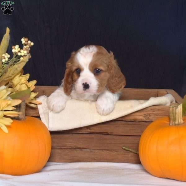 Yam, Cavalier King Charles Spaniel Puppy
