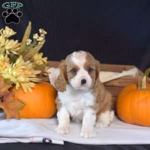 Yam, Cavalier King Charles Spaniel Puppy