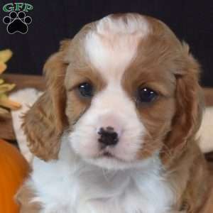 Yam, Cavalier King Charles Spaniel Puppy