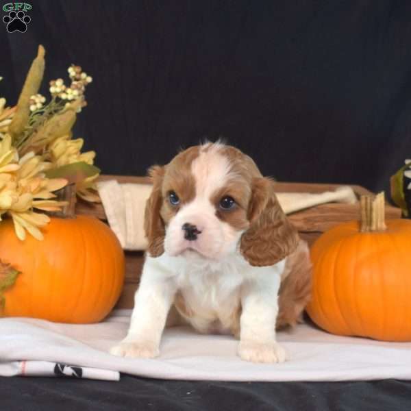Yogi, Cavalier King Charles Spaniel Puppy