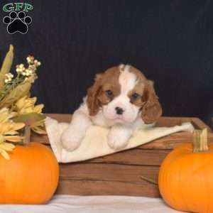 Yogi, Cavalier King Charles Spaniel Puppy