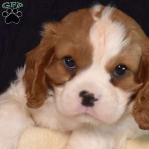 Yogi, Cavalier King Charles Spaniel Puppy