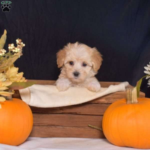 Zadie, Maltipoo Puppy