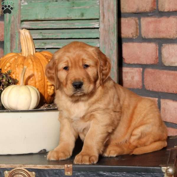 Zane, Golden Retriever Puppy