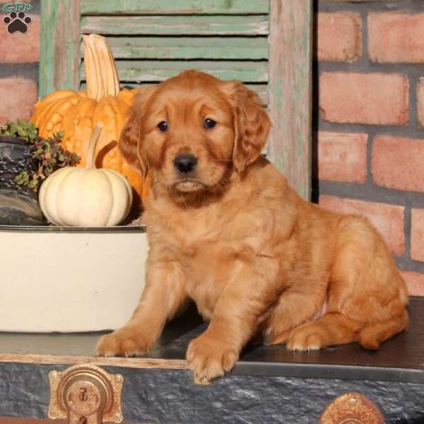 Zara, Golden Retriever Puppy