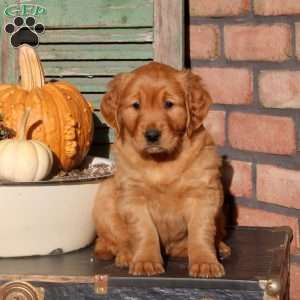 Zara, Golden Retriever Puppy