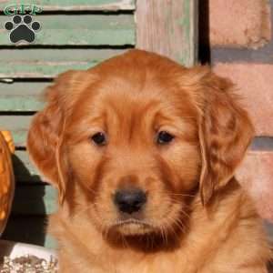 Zara, Golden Retriever Puppy