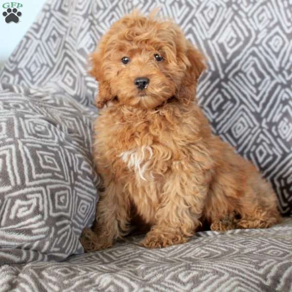 Zeke, Mini Goldendoodle Puppy