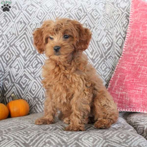 Zella, Mini Goldendoodle Puppy