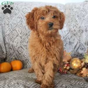 Zella, Mini Goldendoodle Puppy